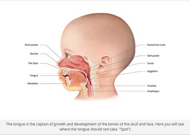 Infant Tongue Diagram The Spot